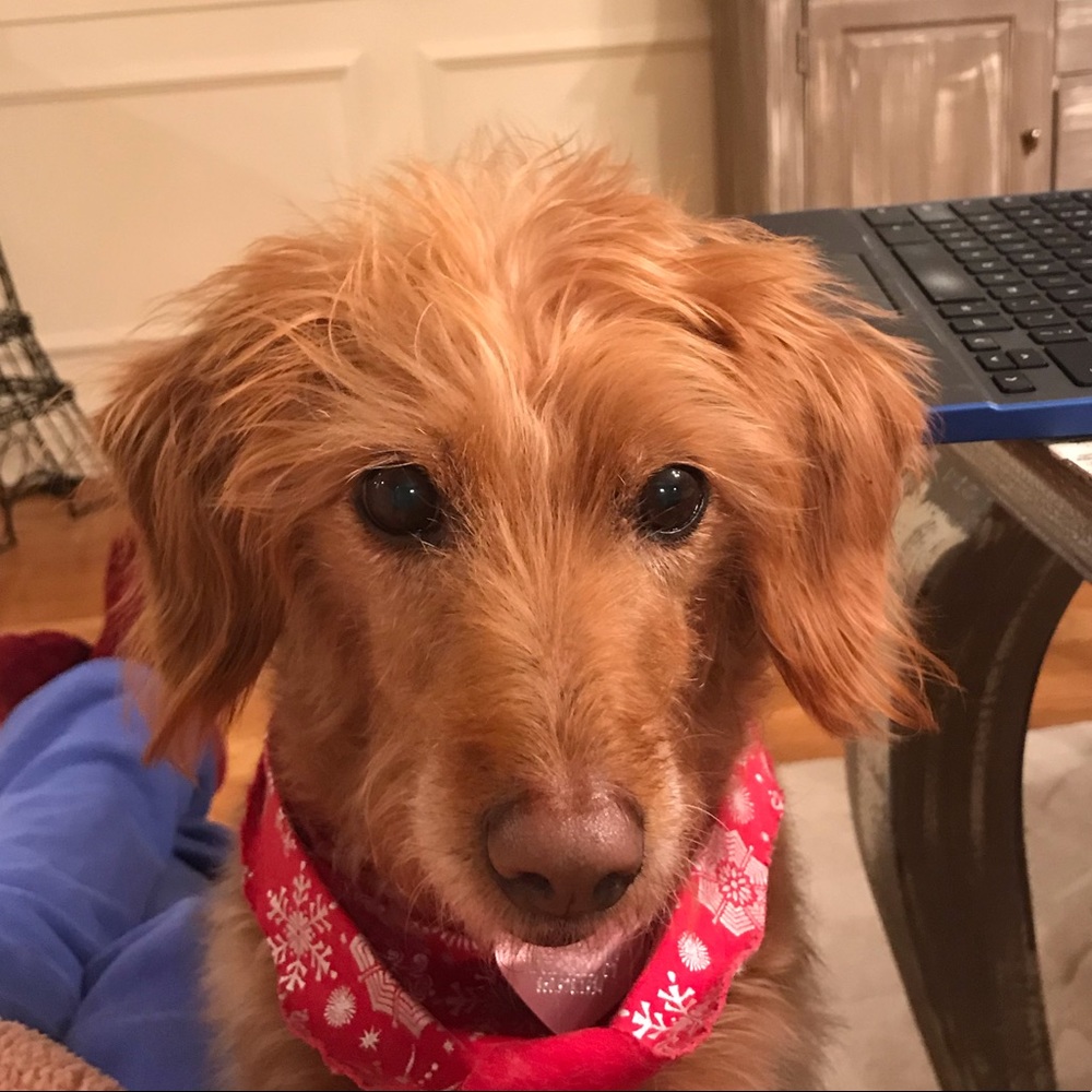 Meet your Posher, Mia